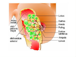 breastanatomy.jpg