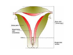 uterusanatomy.jpg